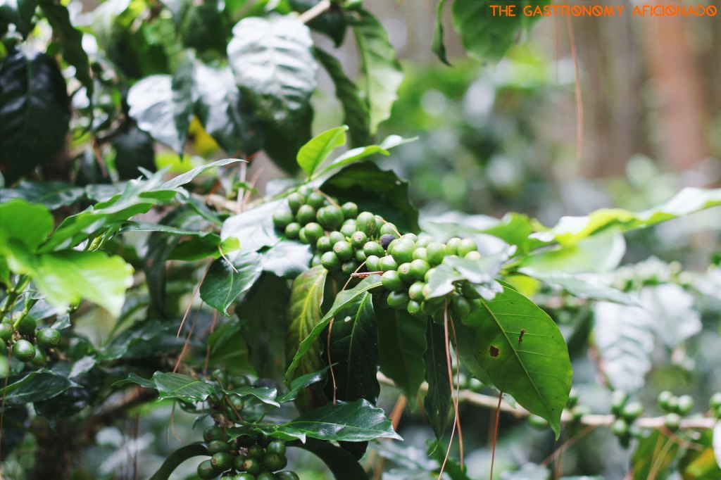 Coffee Plantation - Situ Lembang 4